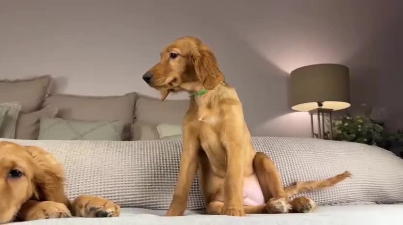 Goldendoodle dogs for sale: AVAILABLE PUPPIES ON OUR INSTAGRAM. TAKE A LOOK.  - Video 2