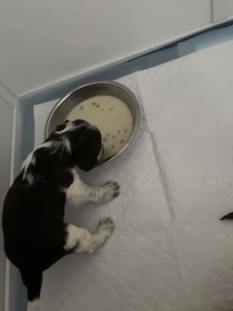 Cockapoo dogs for sale: Ready to leave Minature F1 PRA clear cockapoo pups - Video 5