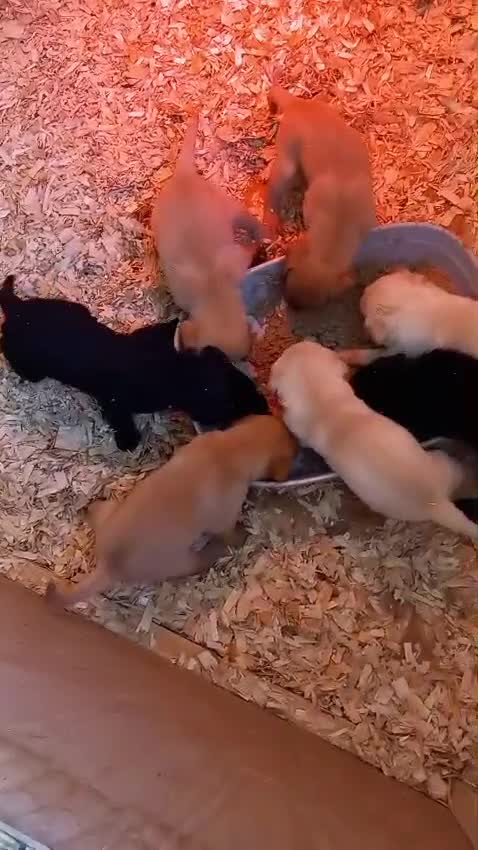 Labrador Retriever dogs for sale: Labrador puppies  - Video 1