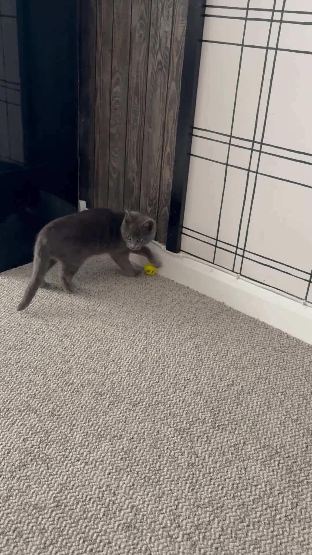 Mixed Breed cats for sale: Female Grey Kitten  - Video 2