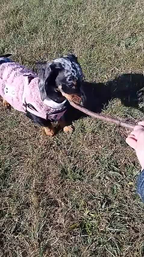 Miniature Dachshund dogs for sale: Dapple mini dachshund & long haired daxi cross - Video 1