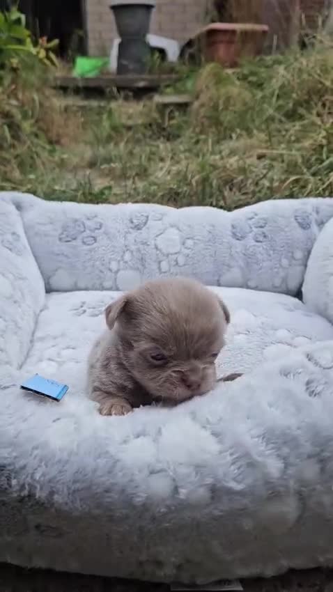 Chihuahua dogs for sale: Tiny KC Reg Lilac chi pups parents DNA Clear  - Video 2