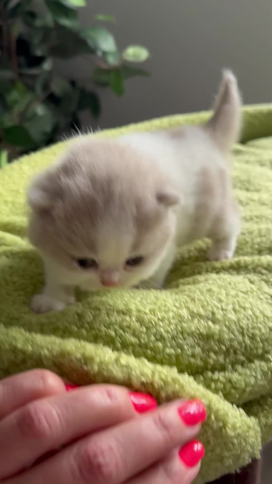 British Shorthair cats for sale: Pedigree British Shorthair TICA in Crewe - Video 3