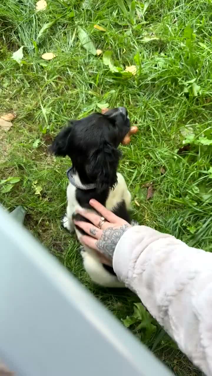 Cocker Spaniel dogs for sale: Female cocker spaniel puppy - Video 1