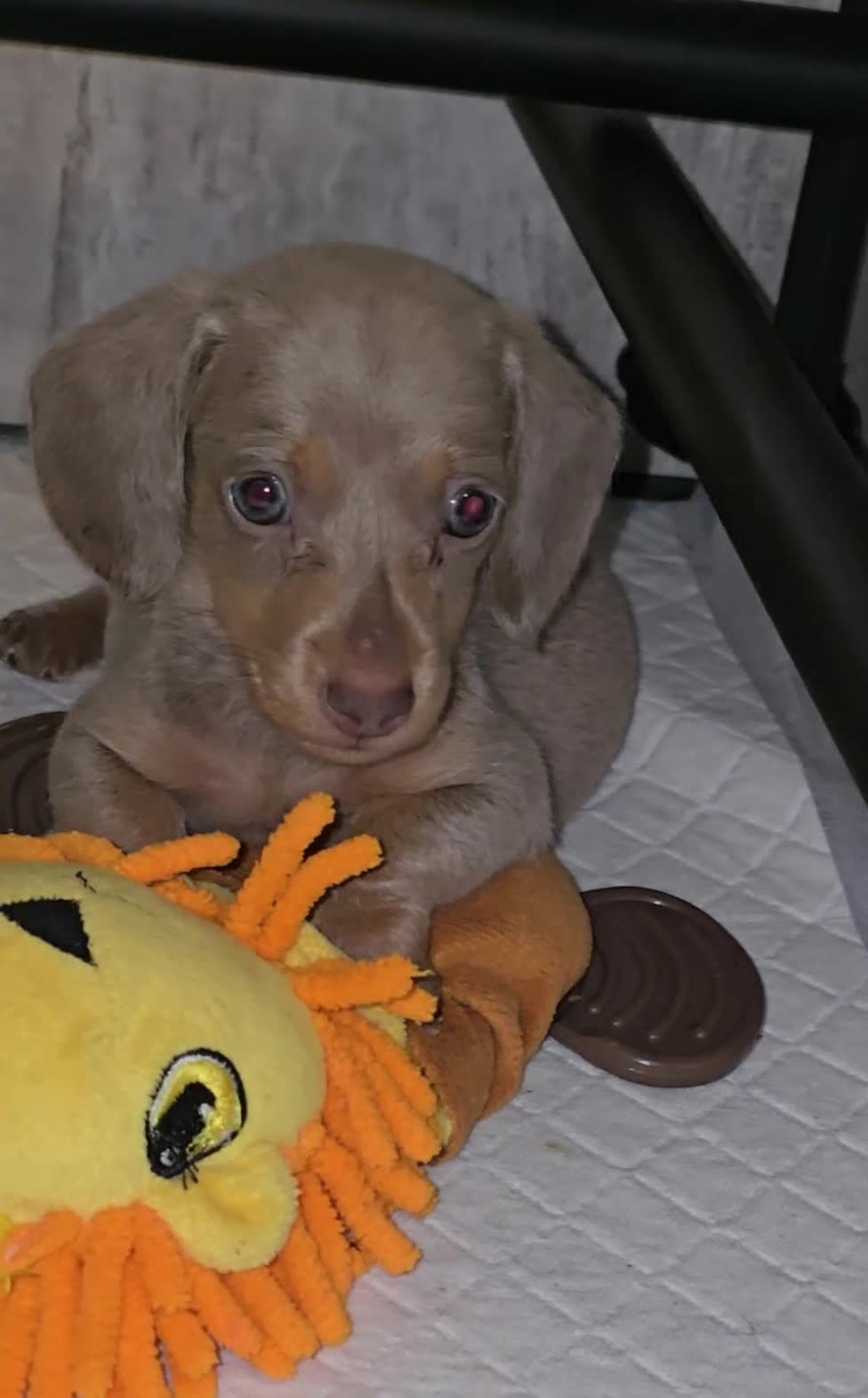 Miniature Dachshund dogs for sale: Mini dachahunds for sale  - Video 1
