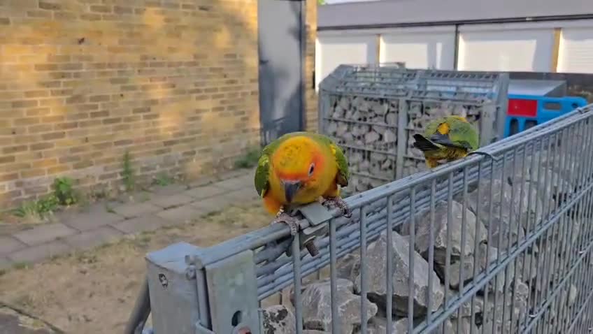 Conures birds for sale: Free flying  baby Sun Conure  - Video 2