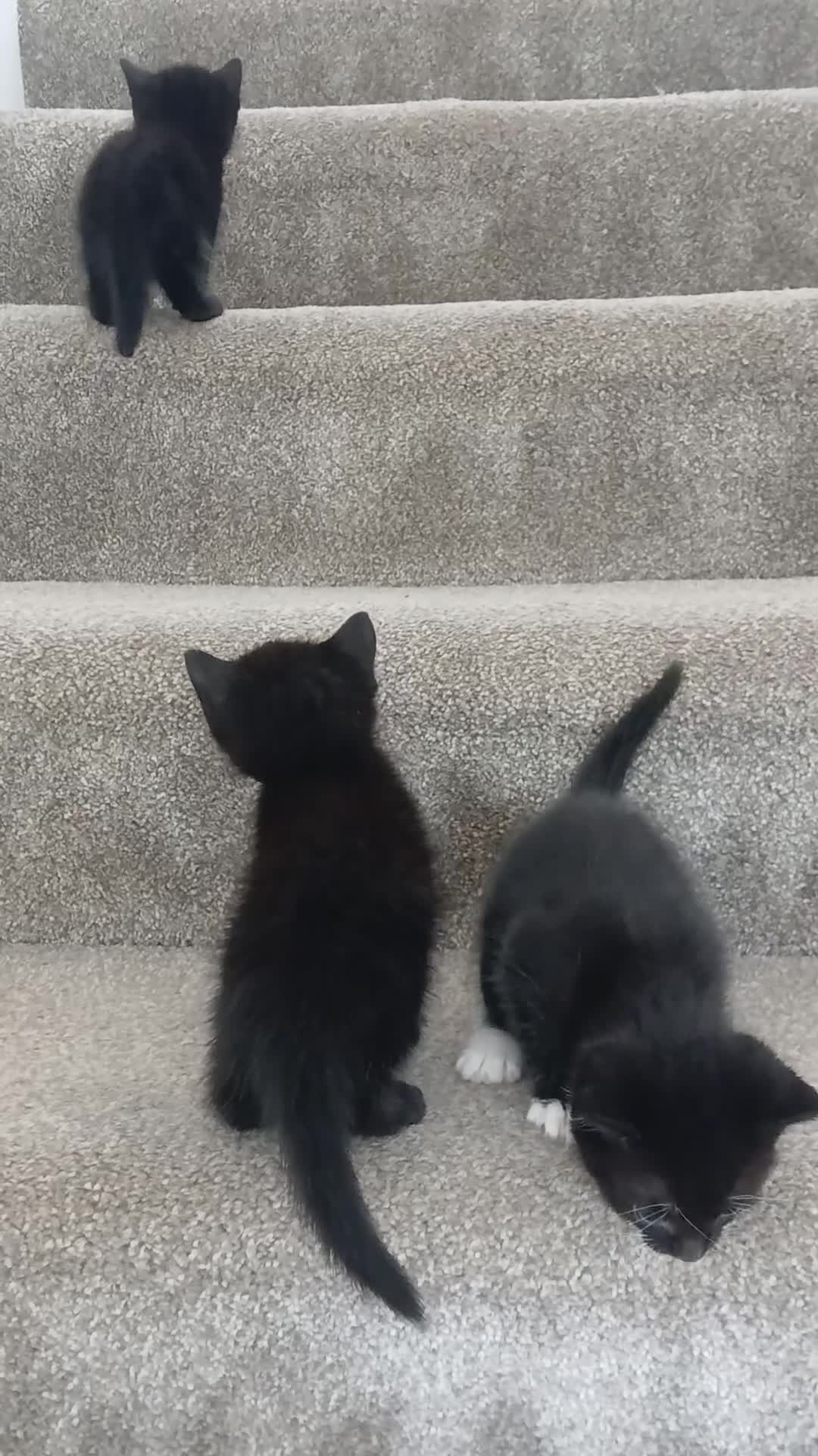 Mixed Breed cats for sale: 3 kittens available, 2 girls, 1 boy - Video 1