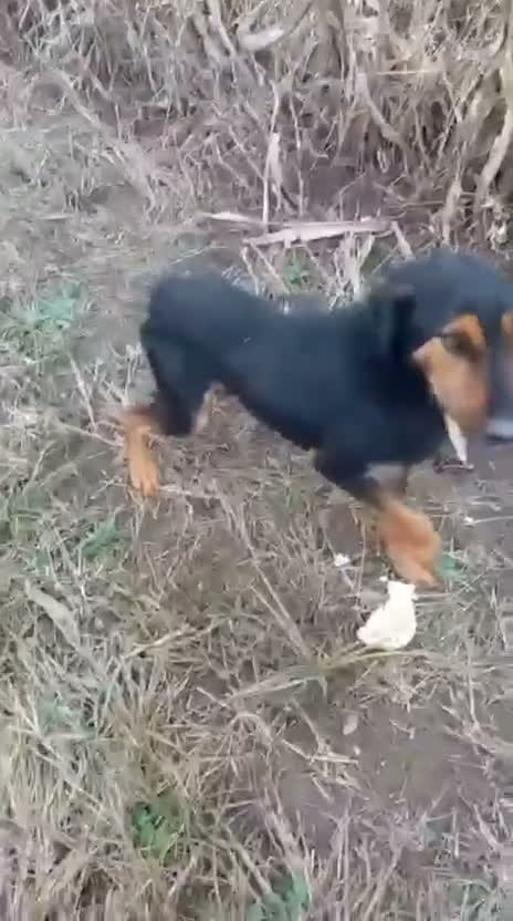 Mixed Breed dogs for adoption: CRISTI - A Lovely Survivor for a Loving Home in Nottingham - Video 2