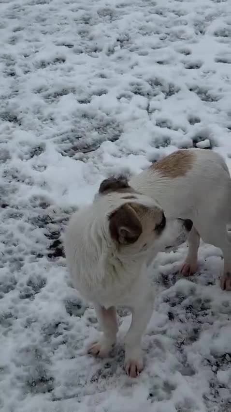 Mixed Breed dogs for adoption: 🌟THOR – The Bright, Brave Young Explorer 🤍🐾 🌟 - Video 1