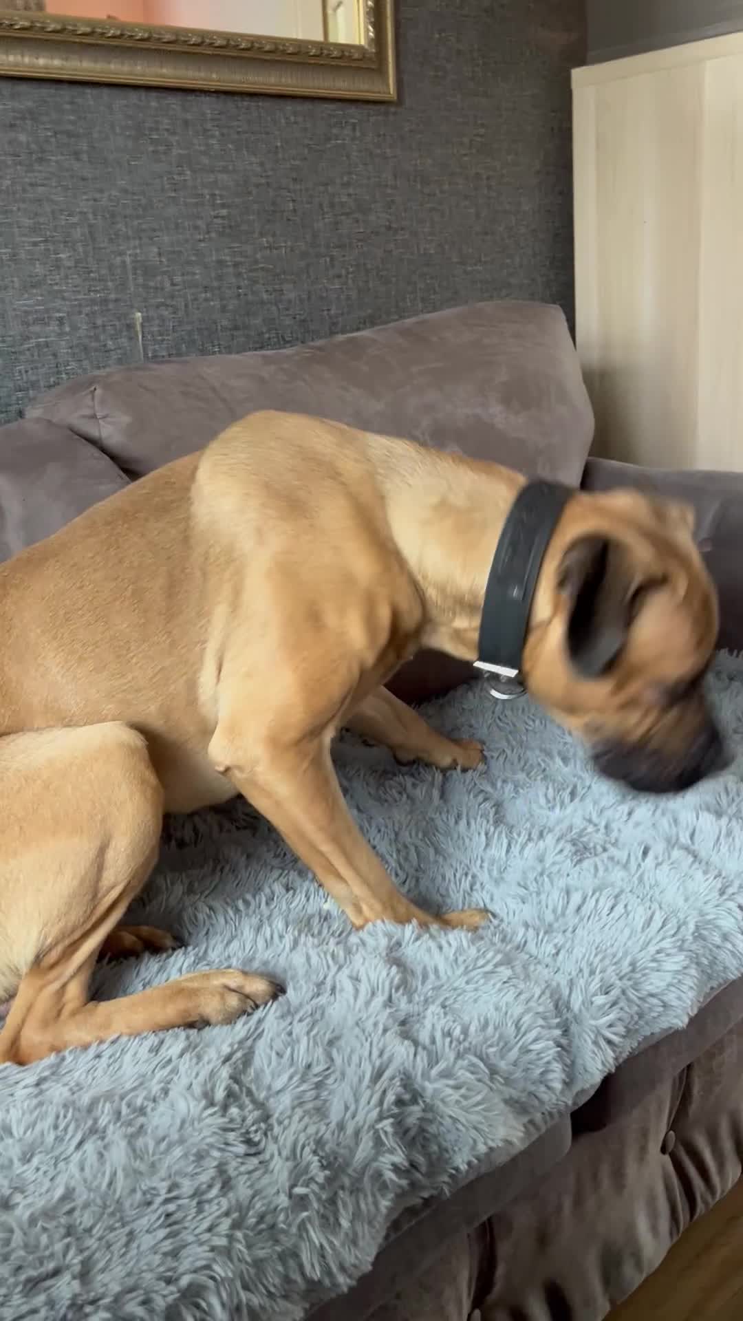 Mixed Breed dogs for sale: Desiel in Bedford - Video 1