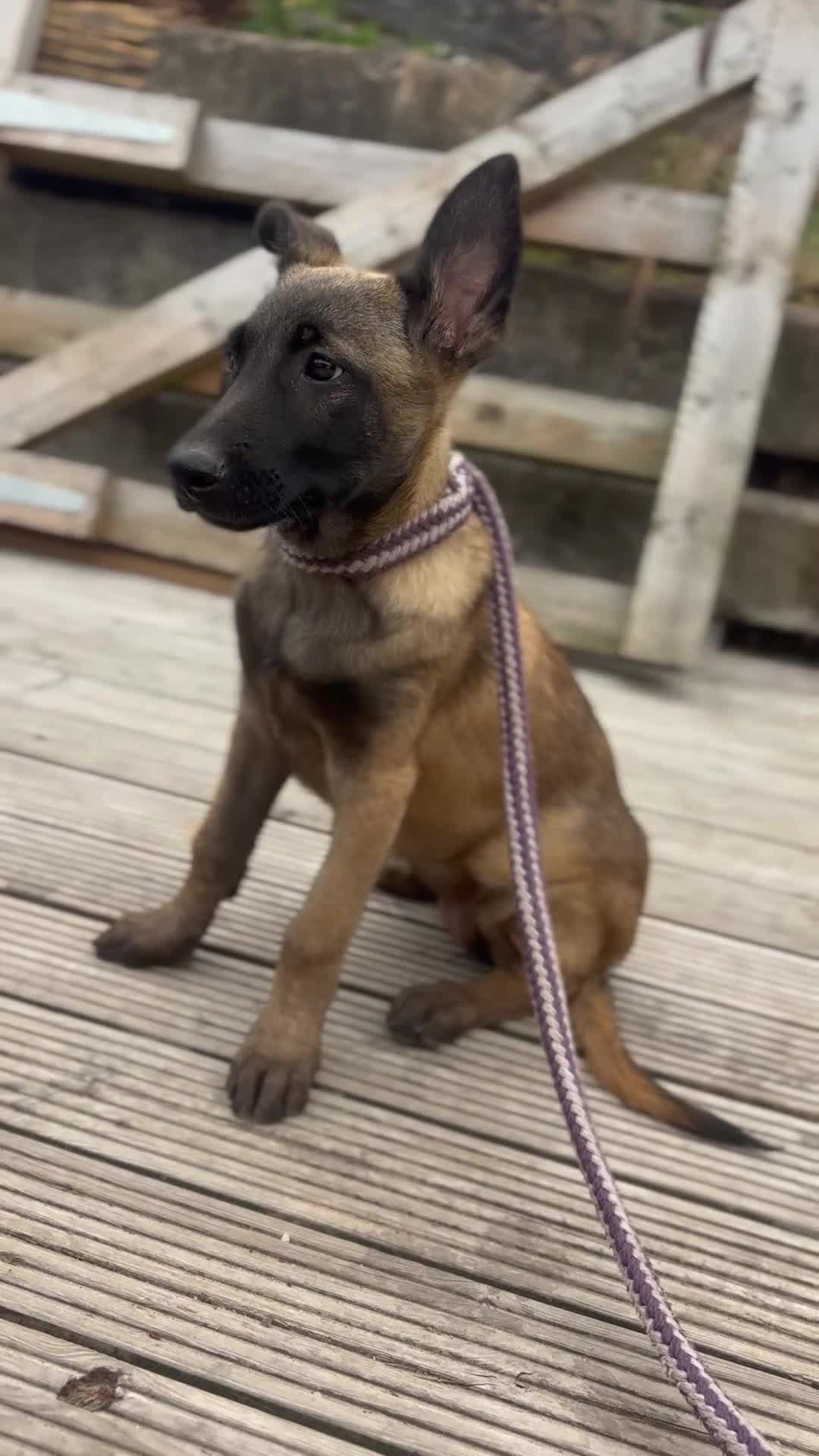 Belgian Shepherd Dog dogs for sale: Ready to leave Female Pups  - Video 1