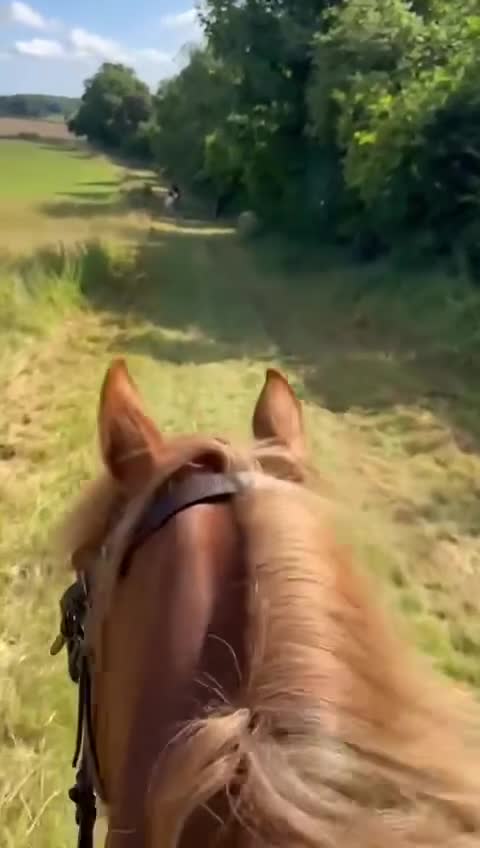 Welsh Section D horses for sale: Welsh Section D gelding Valentino (Tino) in Hereford - Video 1