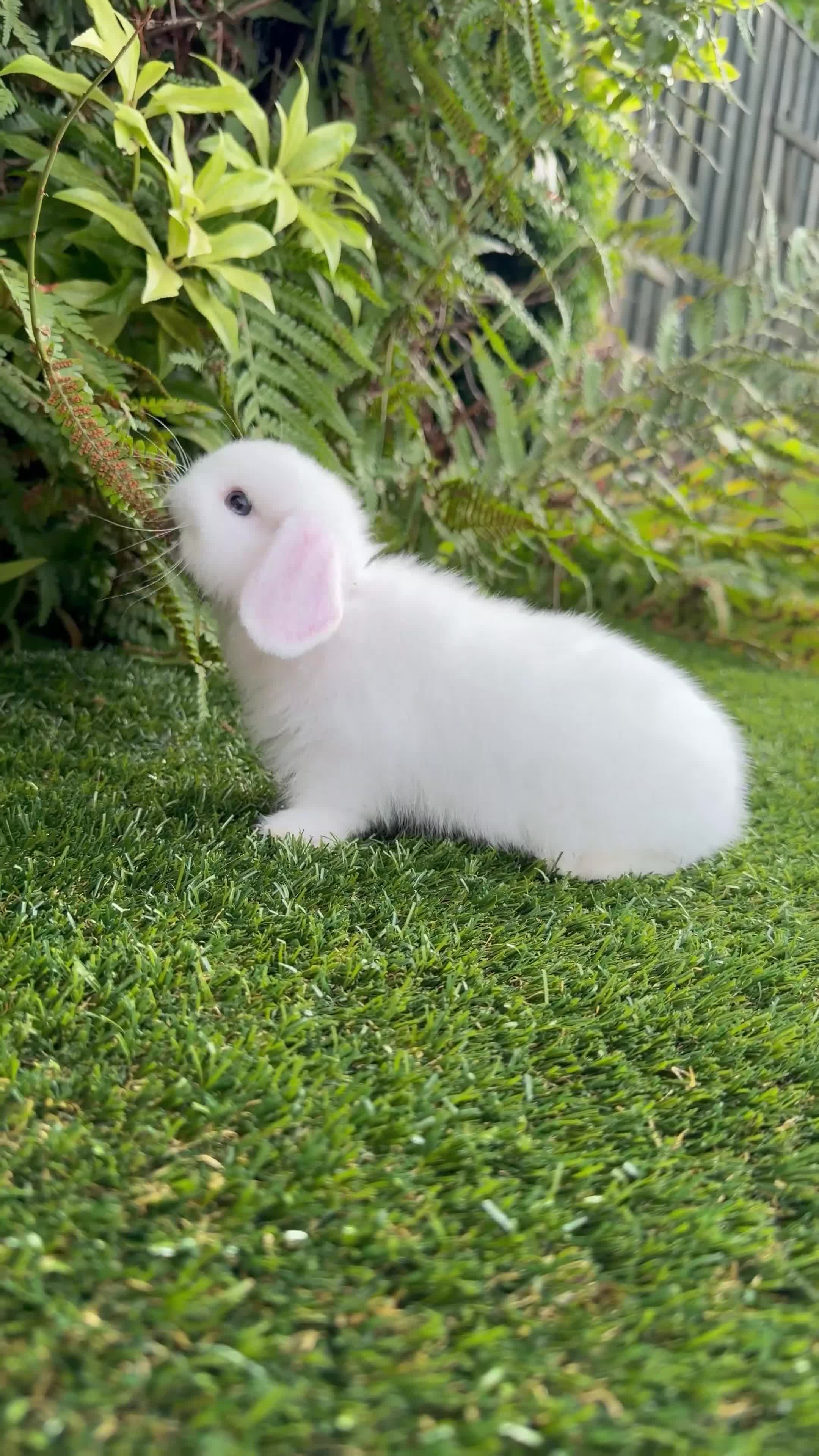Mini Lop rabbits for sale: Ready to leave. Mini lop babies  - Video 1