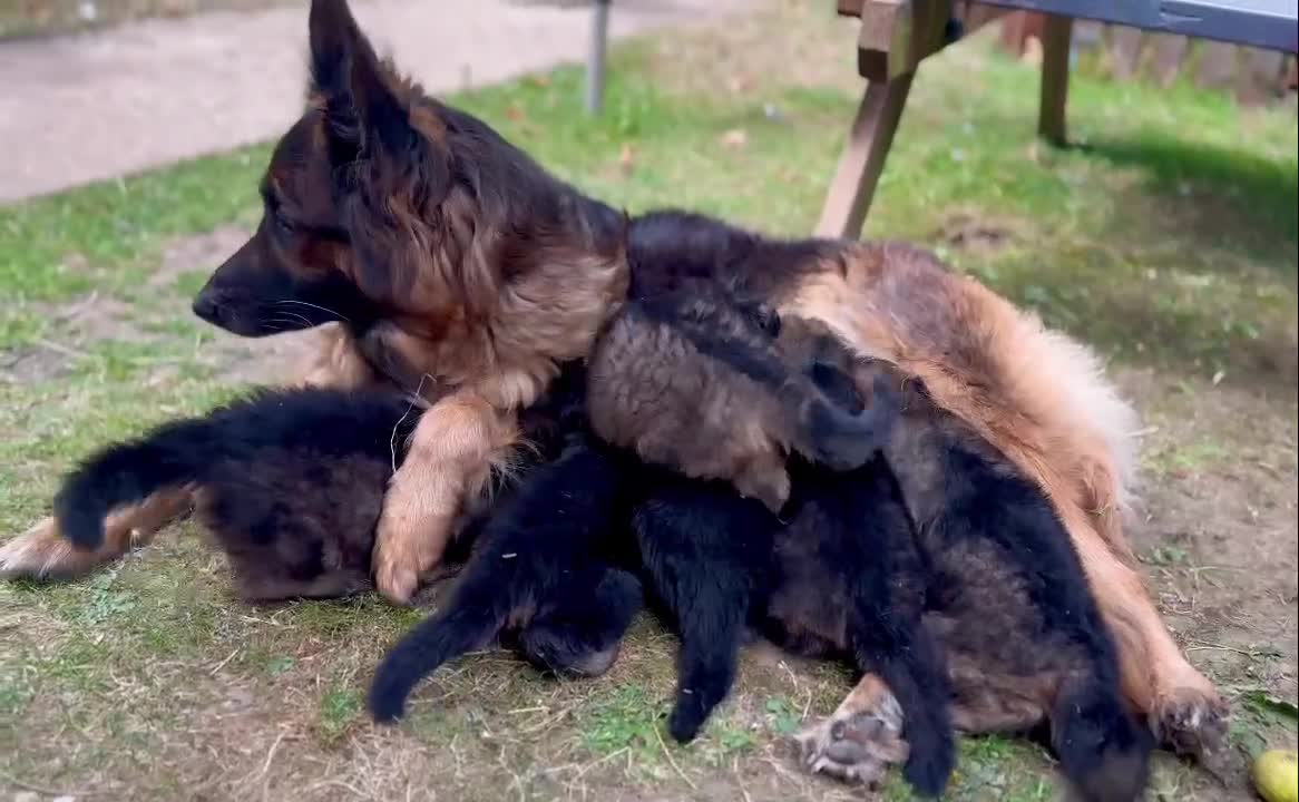 German Shepherd dogs for sale: KC Fantastic long coat German Shepherd's  - Video 1