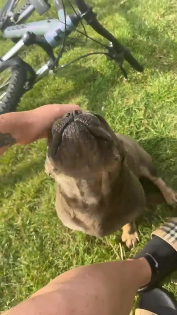French Bulldog dogs for sale: French Bulldog 💗 - Video 2