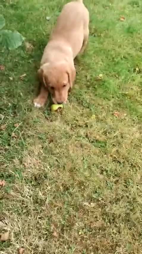 Labrador Retriever dogs for sale: Labrador pups for sale ready now!! - Video 2