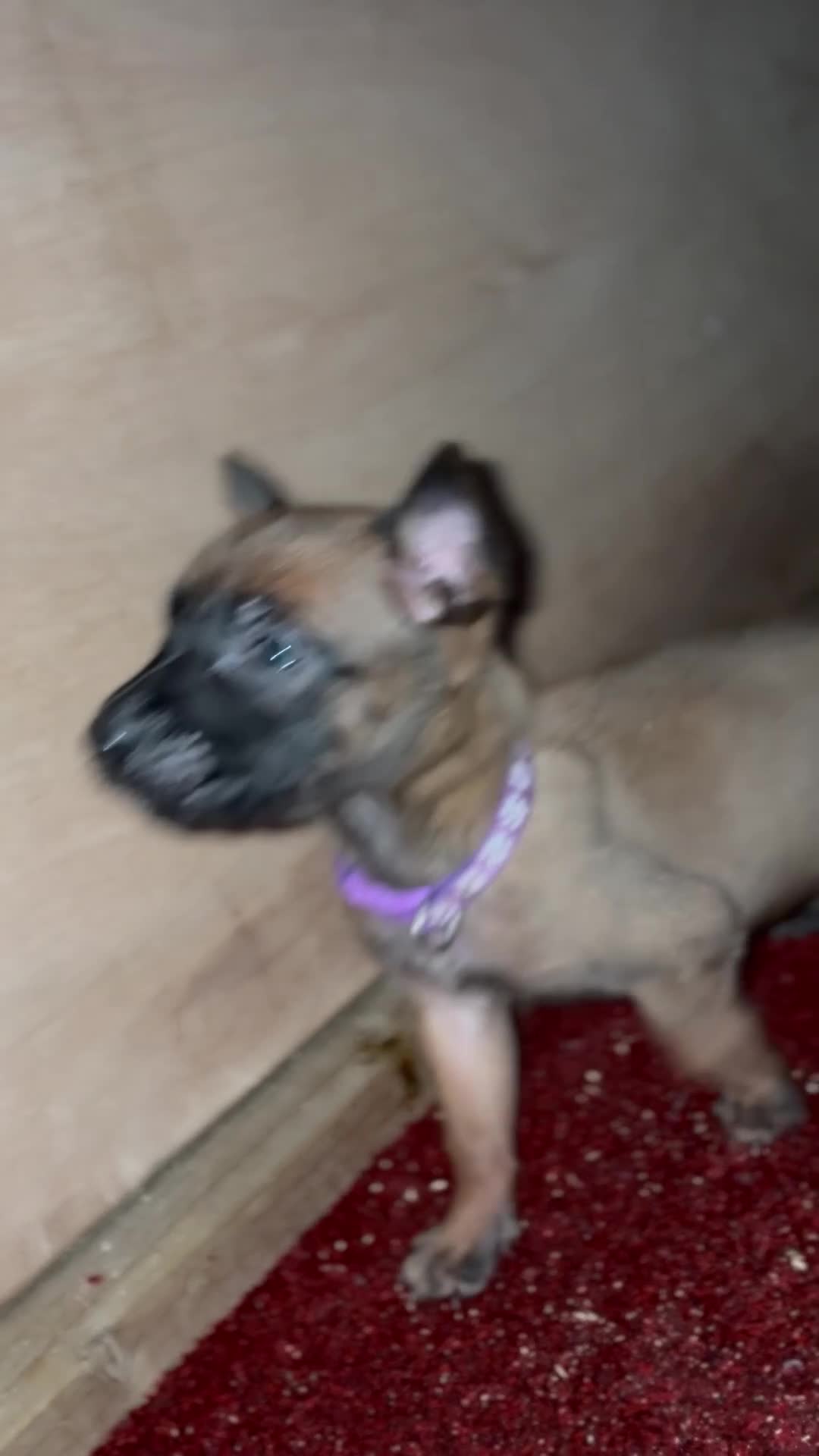 Mixed Breed dogs for sale: Dutch Malinois Puppies- Ready 13/12/2025 - Video 3