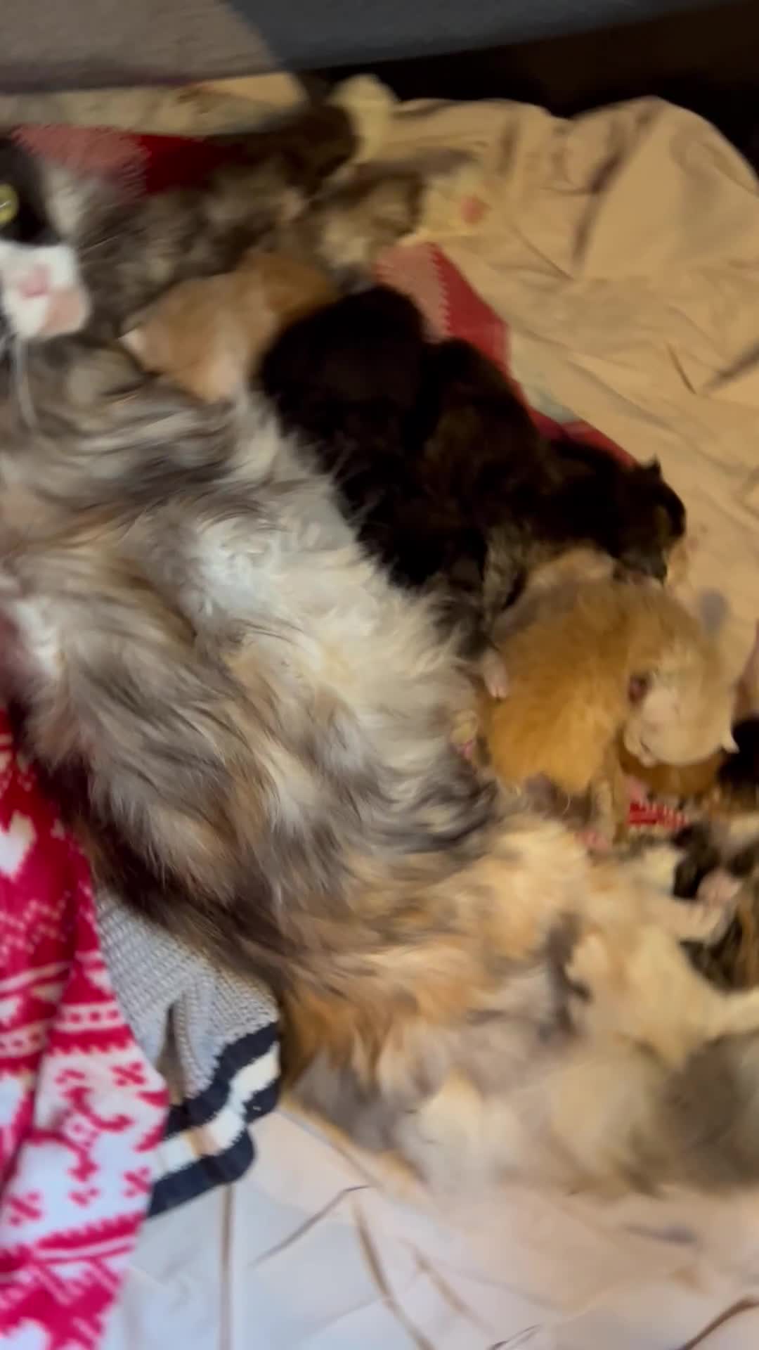 Maine Coon cats for sale: Stunning XL Pure bred Main Coon kittens for sale  - Video 1