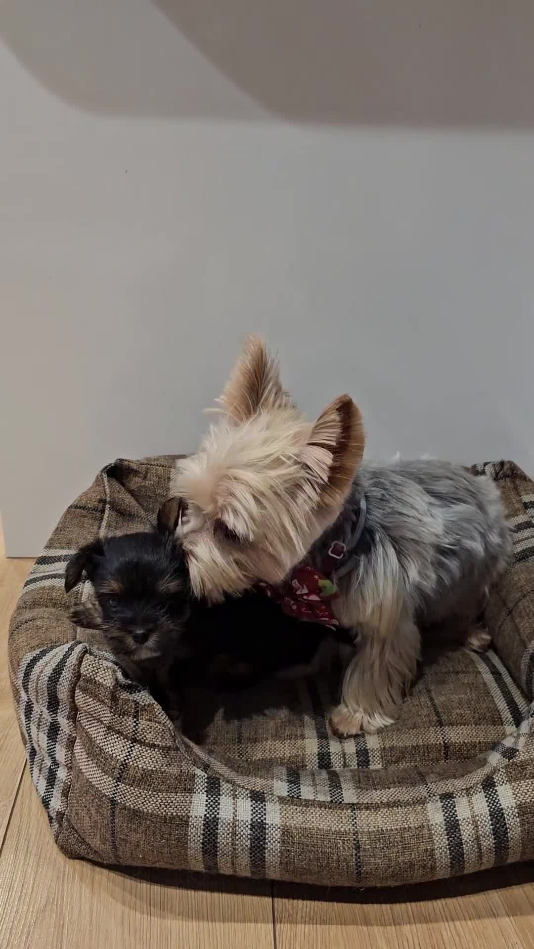 Yorkshire Terrier dogs for sale: Beautiful loving boy for sale - Video 1