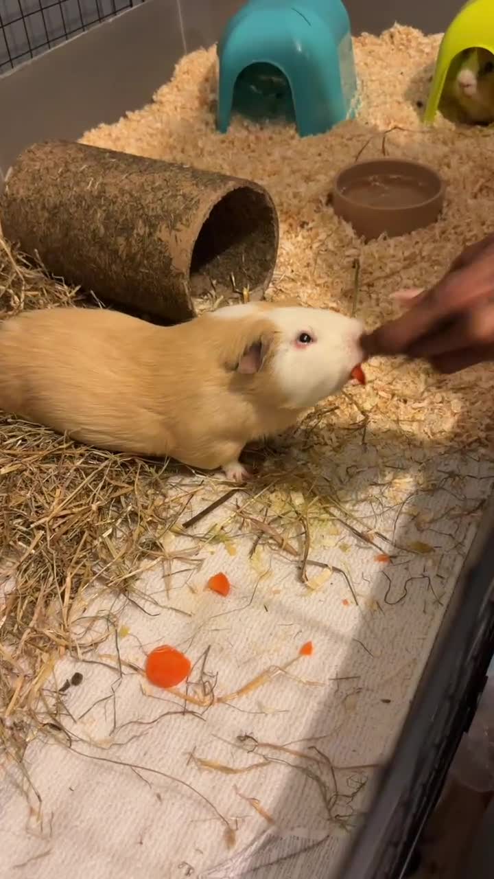 Guinea Pig rodents for sale: 2 male guinea pigs for sale.  in Croydon - Video 1