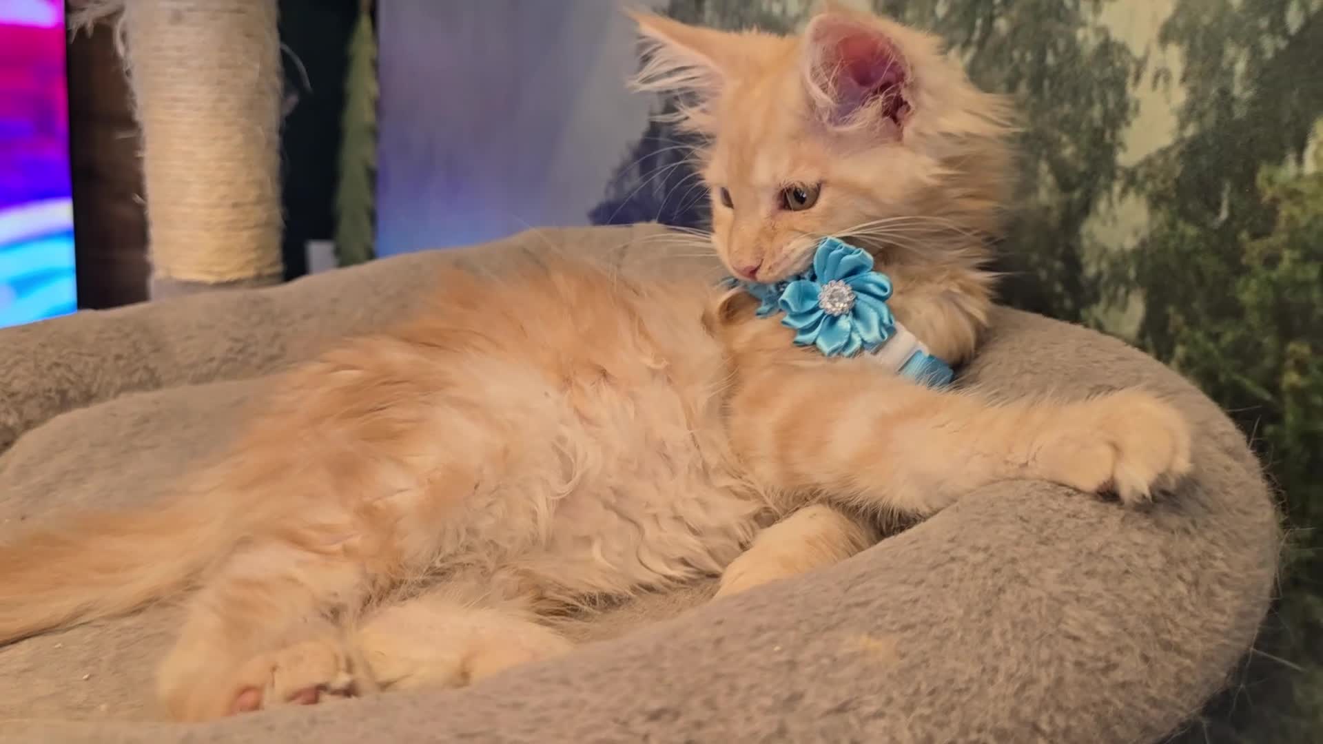 Maine Coon cats for sale: Amazing pure bread Maine Coons kittens  - Video 2