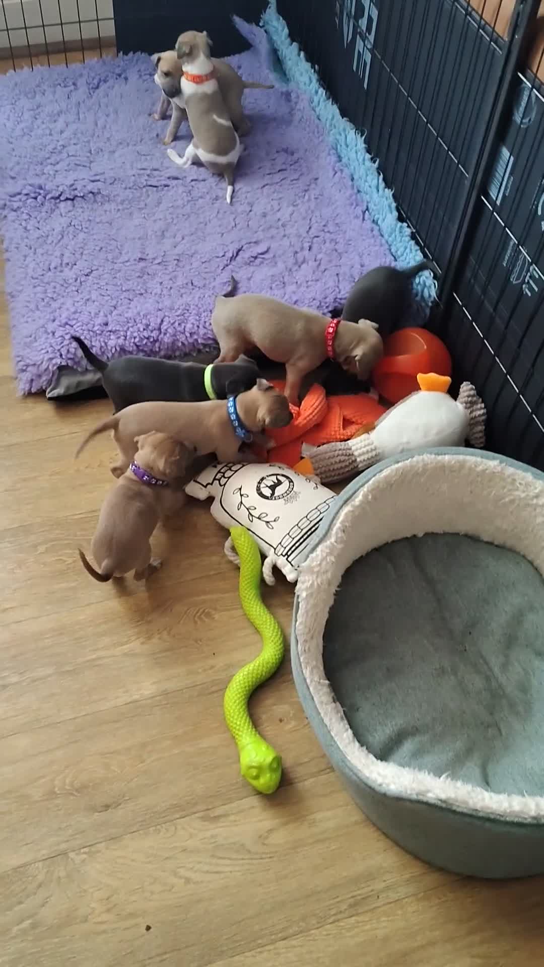 Italian Greyhound dogs for sale: 3/4 Italian Greyhound & 1/4 Whippet Puppies - Video 1