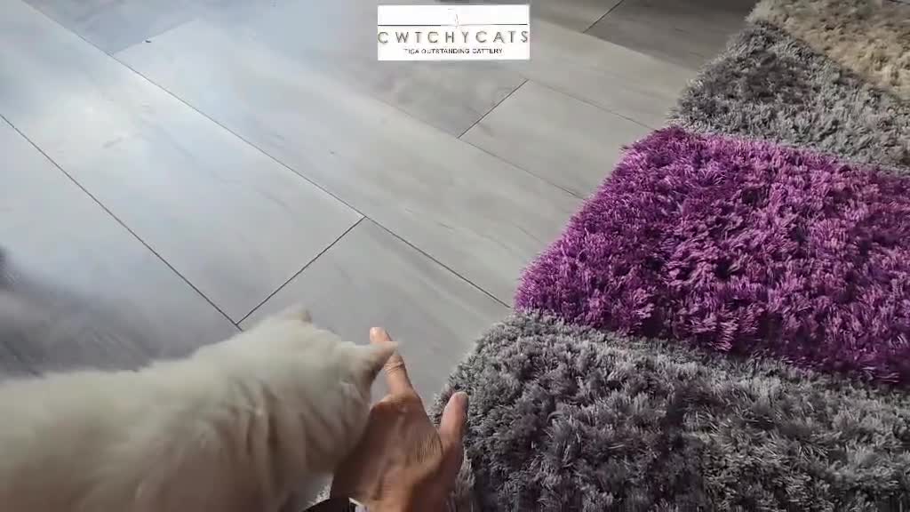 Ragdoll cats for sale: Top Quality, Tica Reg Kittens from Euro / US Lines - Video 2