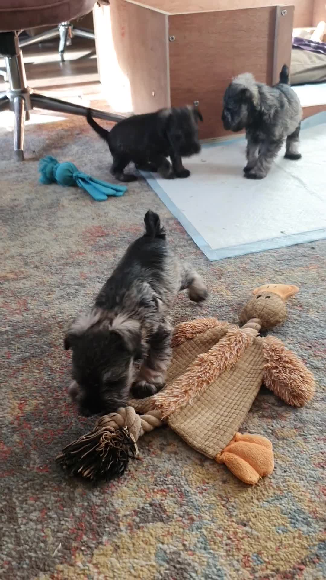 Miniature Schnauzer dogs for sale: Adorable Miniature Schnauzer Puppies - Video 4