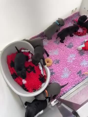 Staffordshire Bull Terrier dogs for sale: KC REGISTERED 3 BLACK BOYS 1 GIRL - Video 1