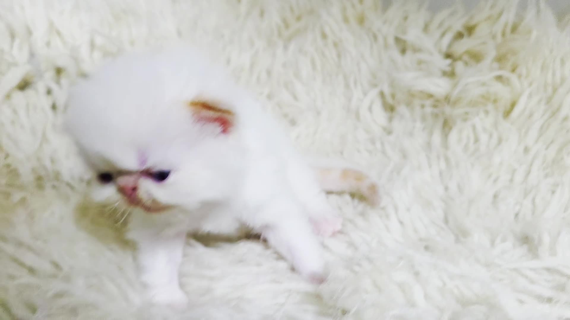 Persian cats for sale: Beautiful and Rare Purebred Persian Kittens - Video 3