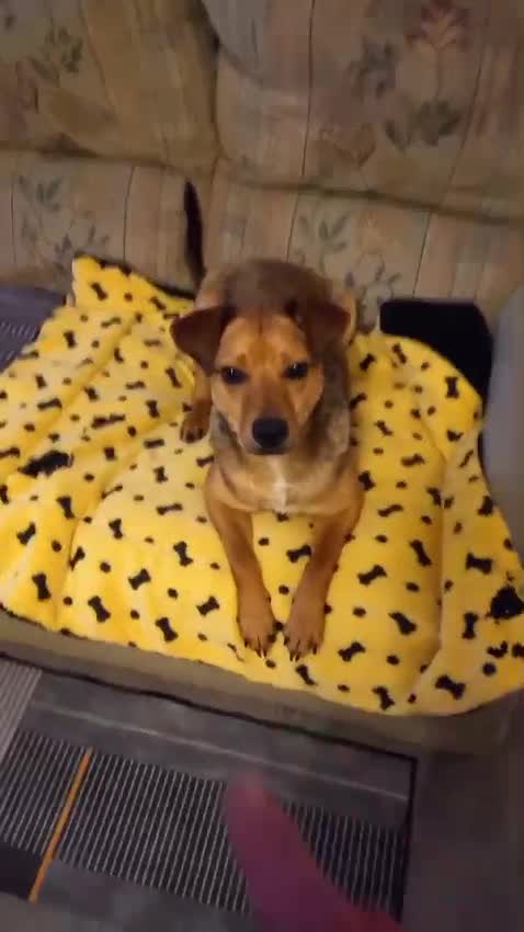 Mixed Breed dogs for adoption: Nolan needs a loving home  in Salisbury - Video 2