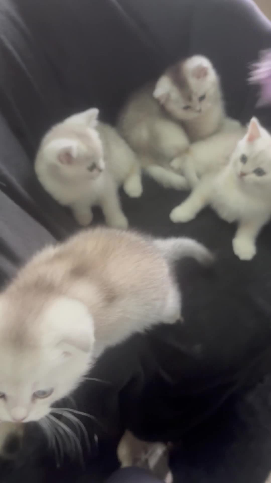 Scottish Fold cats for sale: ❤️SCOTTISH FOLD/STRAIGHTS SILVER CHINCHILLA ❤️ - Video 1
