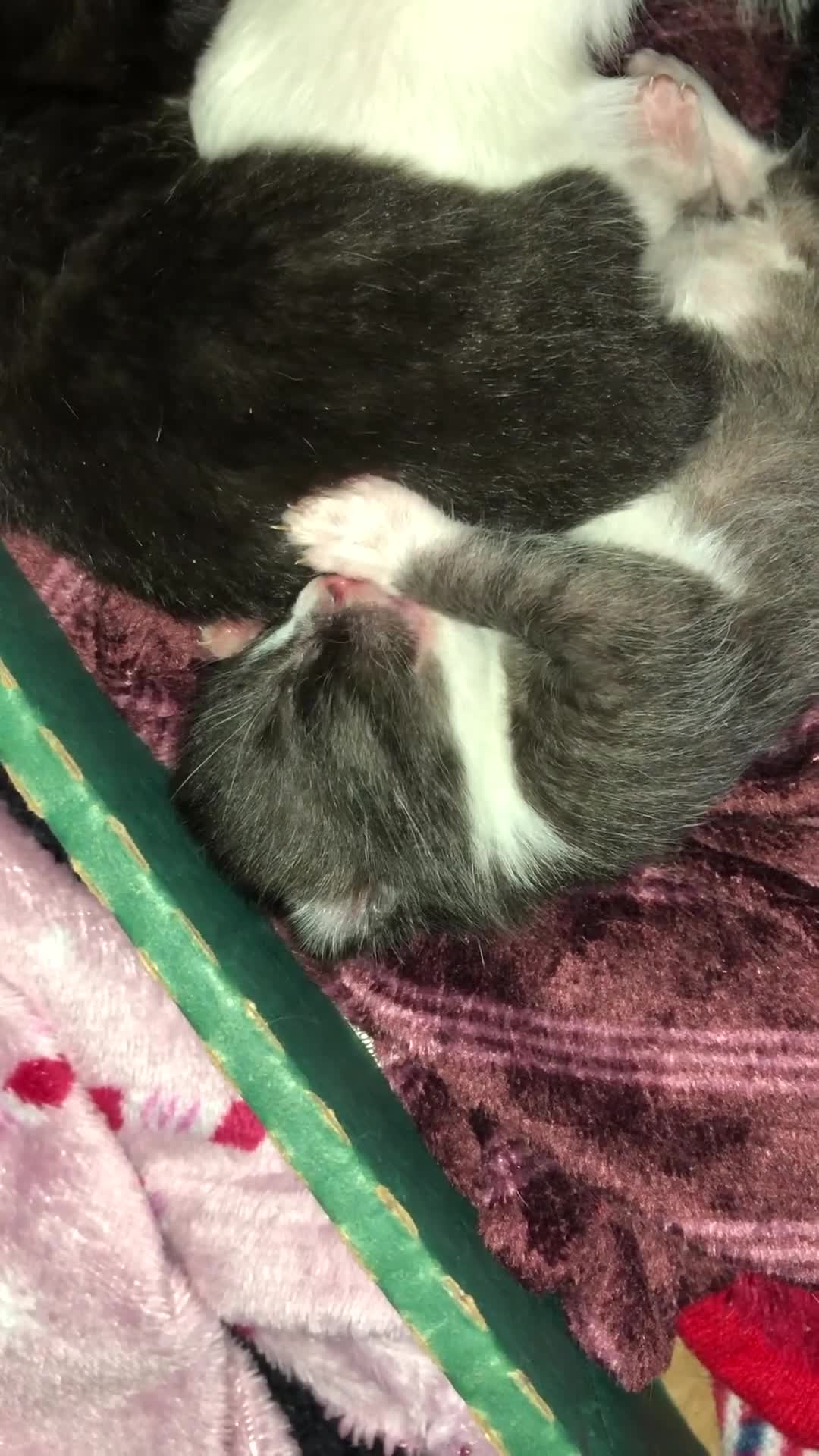 Mixed Breed cats for sale: kittens ready to leave in 8 weeks time  - Video 1