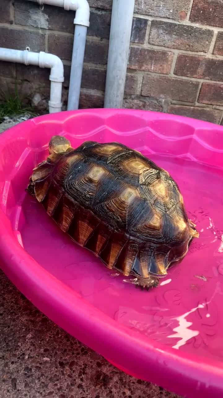 Tortoise reptiles for sale: 3 year old female sulcata  in Worksop - Video 2