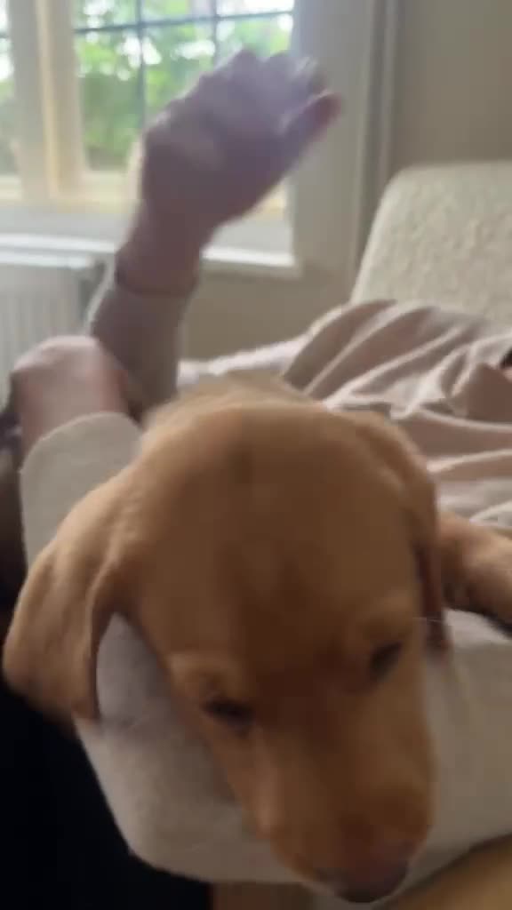 Labrador Retriever dogs for sale: Fox Red Lab Puppies (2/9) Exceptional Temperament - Video 4