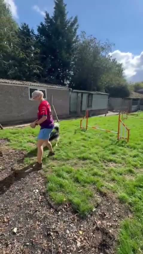 Border Collie dogs for sale: Rehoming beautiful Border Collie (Skye) - Video 1