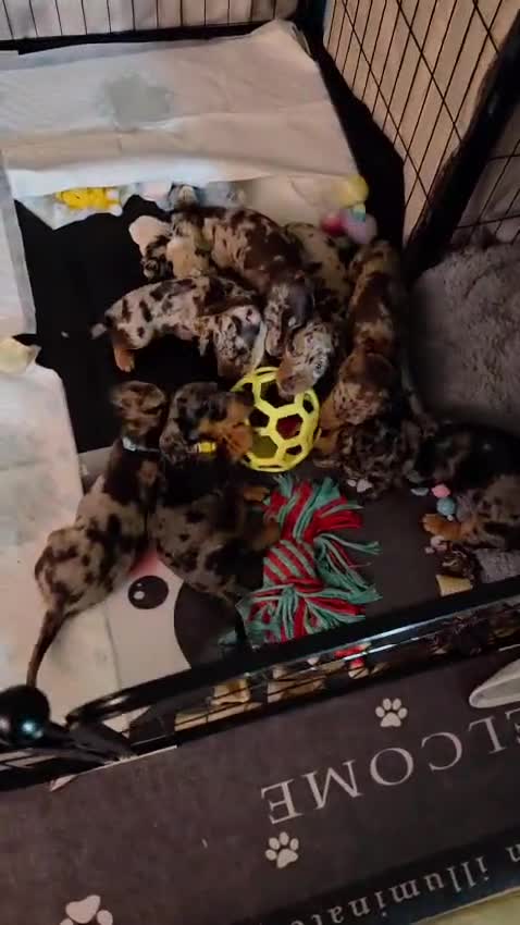 Miniature Dachshund dogs for sale: Adorable Mini Dachshund pups,KC Reg, DNA Tested in Poole - Video 5