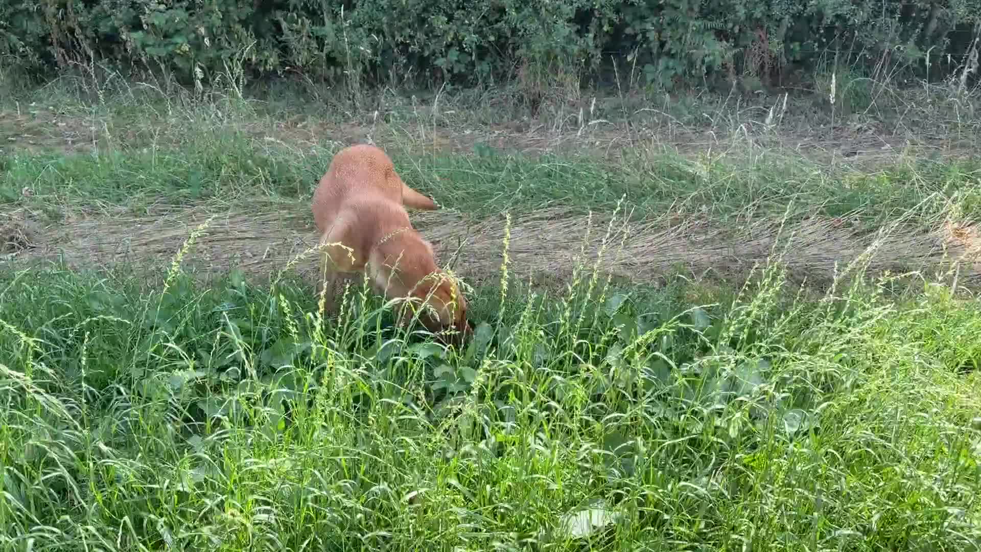 Labrador Retriever dogs for sale: Adult - KC Reg Fox Red Labrador Retriever Dog - Video 1