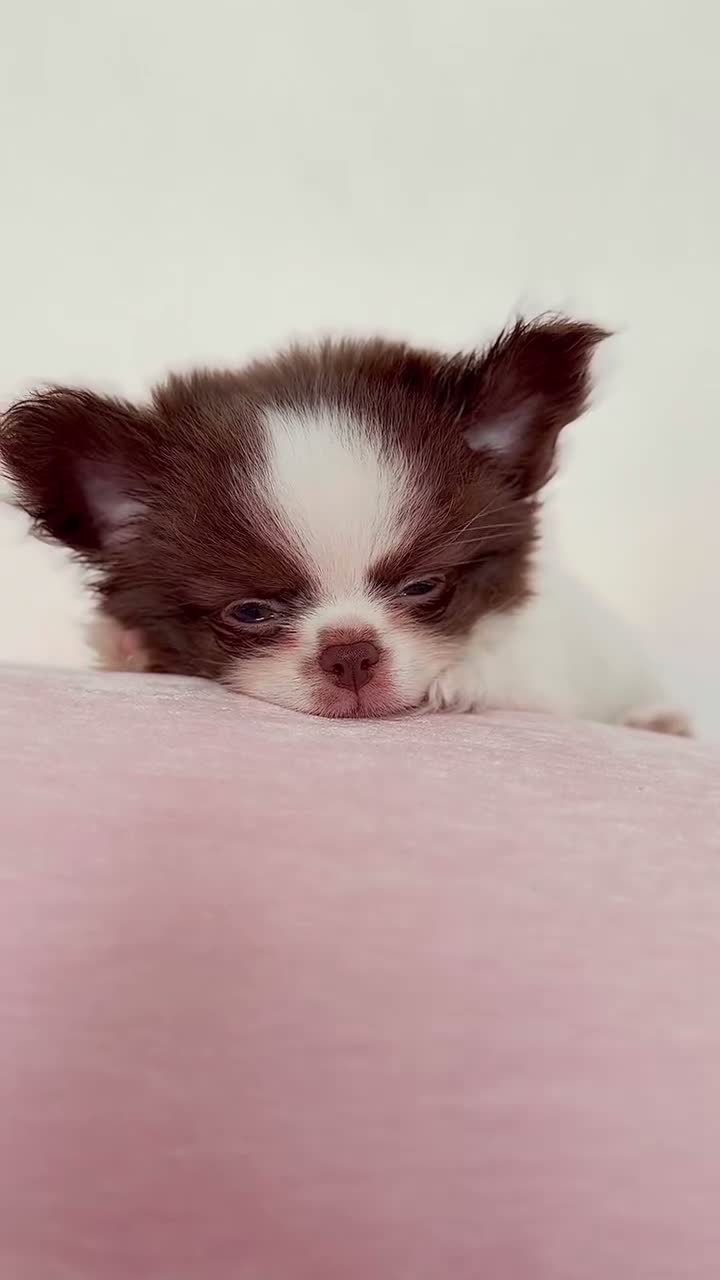Chihuahua dogs for sale: KC Thai/Russian Long coat Boy  - Video 2