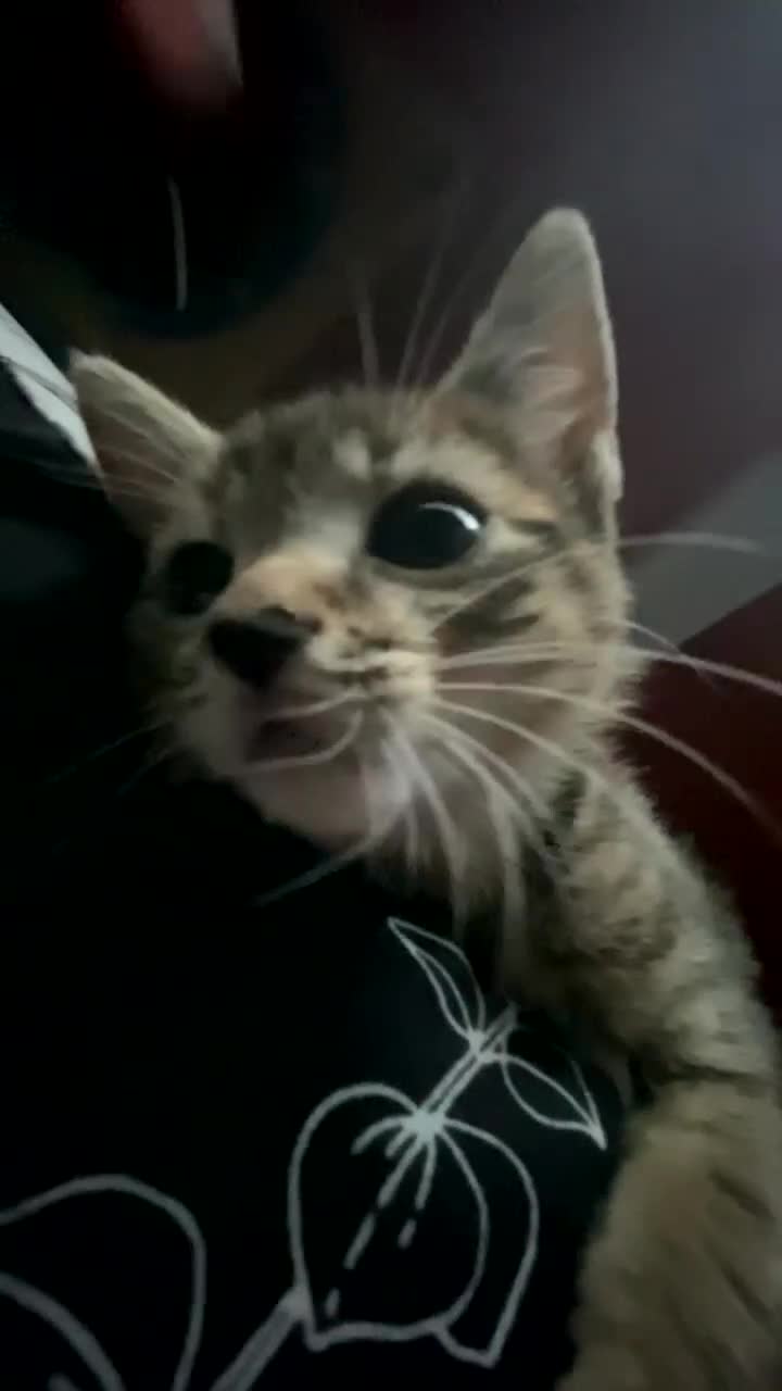 Bengal cats for sale: beautiful bengal kitten  - Video 4