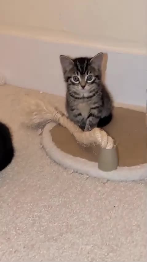 Bengal cats for sale: 4 beautiful kittens for sale  in Portsmouth - Video 3