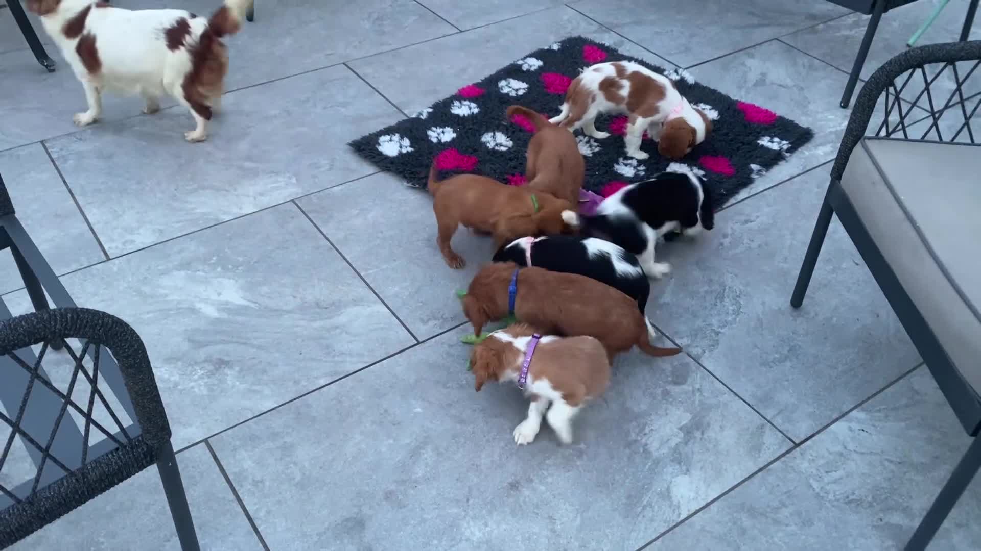 Cavalier King Charles Spaniel dogs for sale: Cavalier King Charles  - Video 2