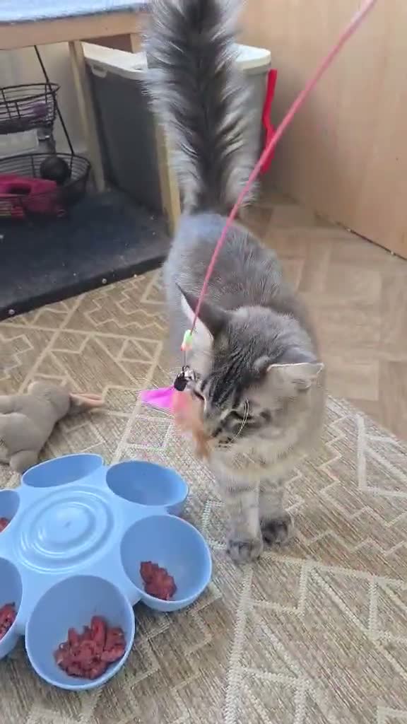 Maine Coon cats for sale: Pinky is looking for forever home. - Video 1