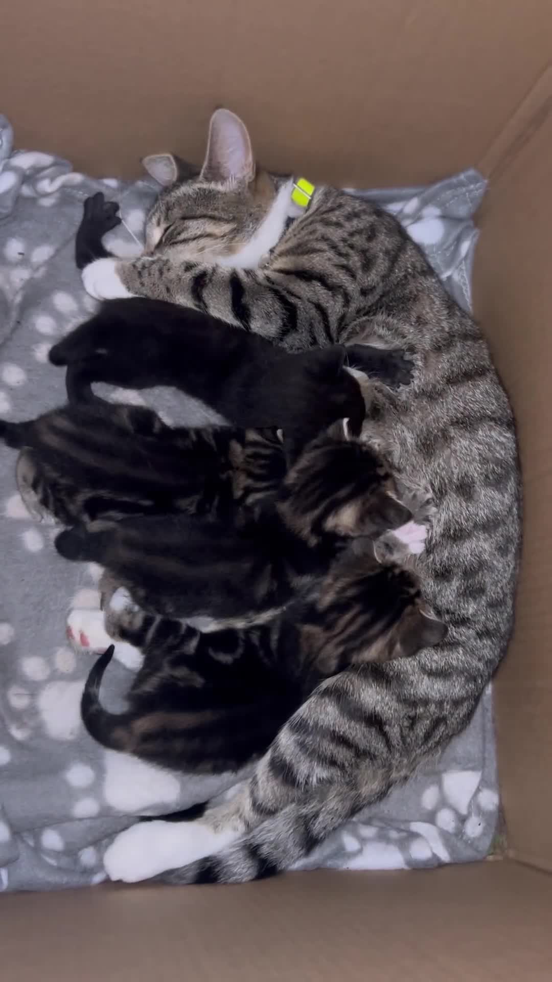 Bengal cats for sale: 3 Bengal mix kittens  - Video 1