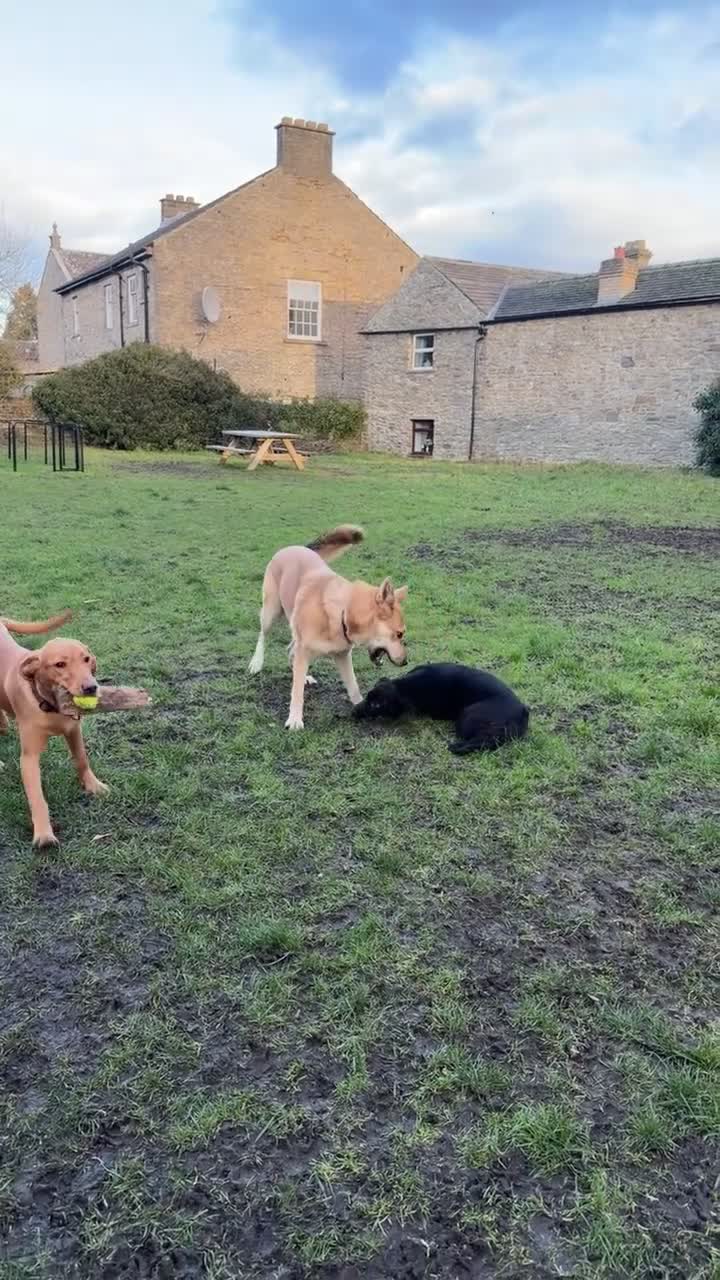 German Shepherd dogs for sale: Female German shepherd puppies  - Video 3