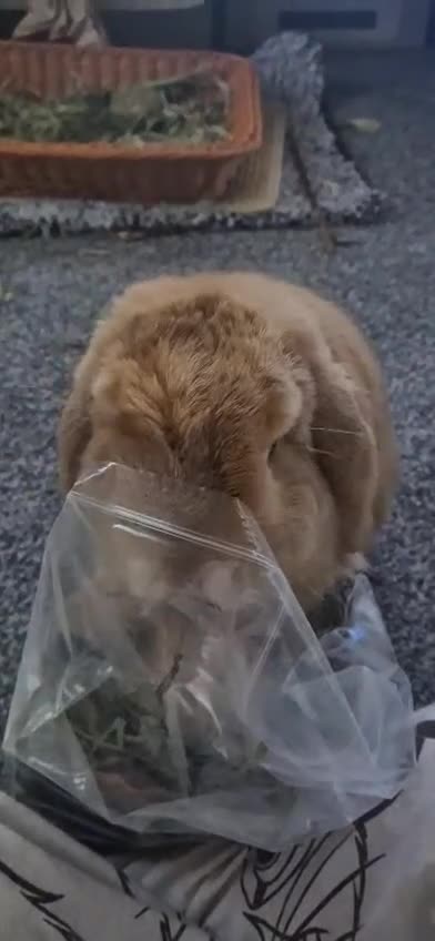 Mini Lop rabbits for sale: Adorable 7 month old Boy Mini Lop  - Video 1