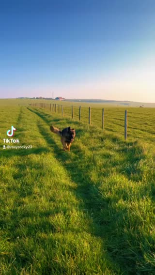 German Shepherd dogs for stud: German shepard for good home in Eastbourne - Video 2