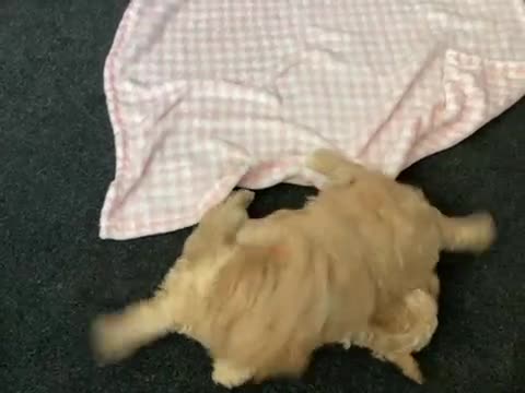 Cockapoo dogs for sale: Five male cockapoo - Video 1