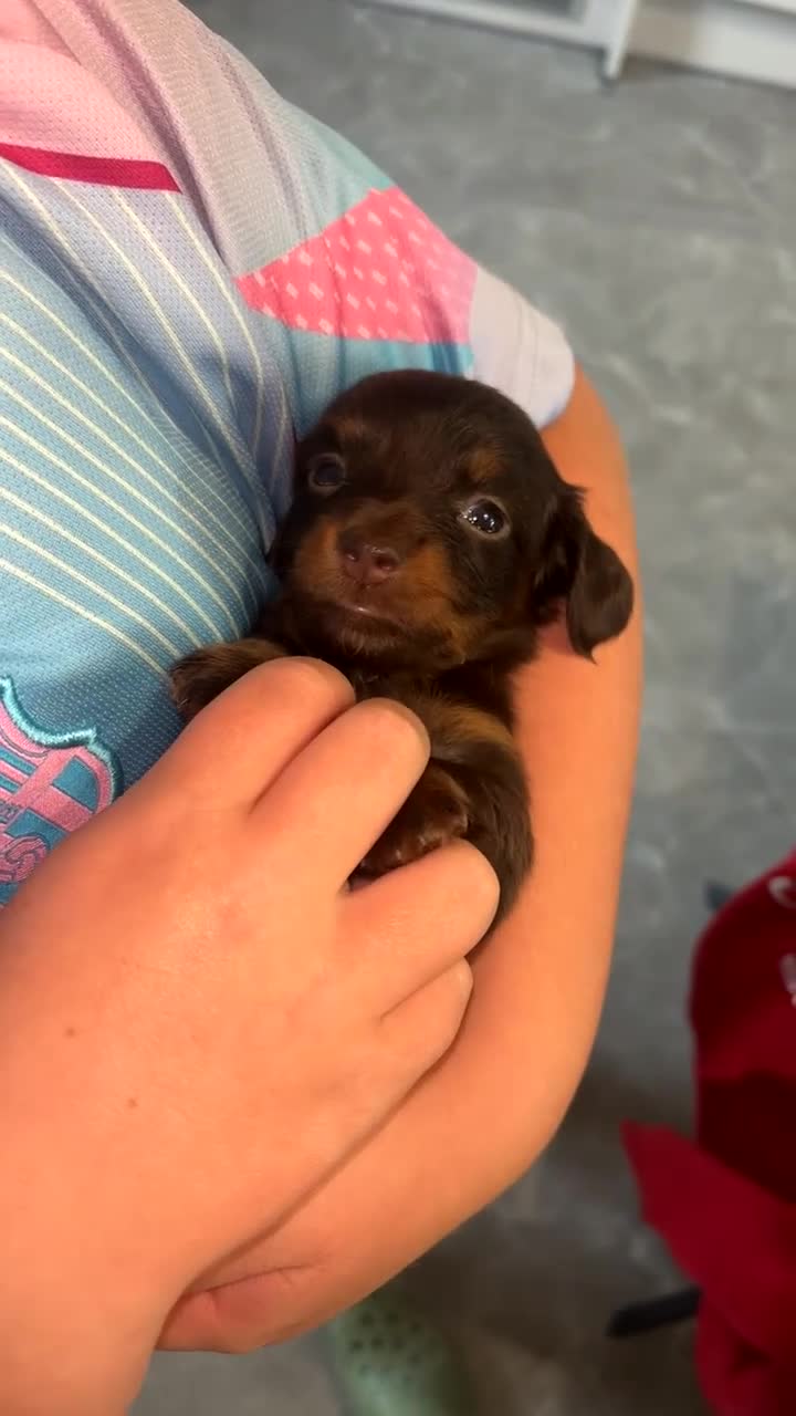 Miniature Dachshund dogs for sale: 2 girls left. Miniature Dachshund KC Puppies!  - Video 3