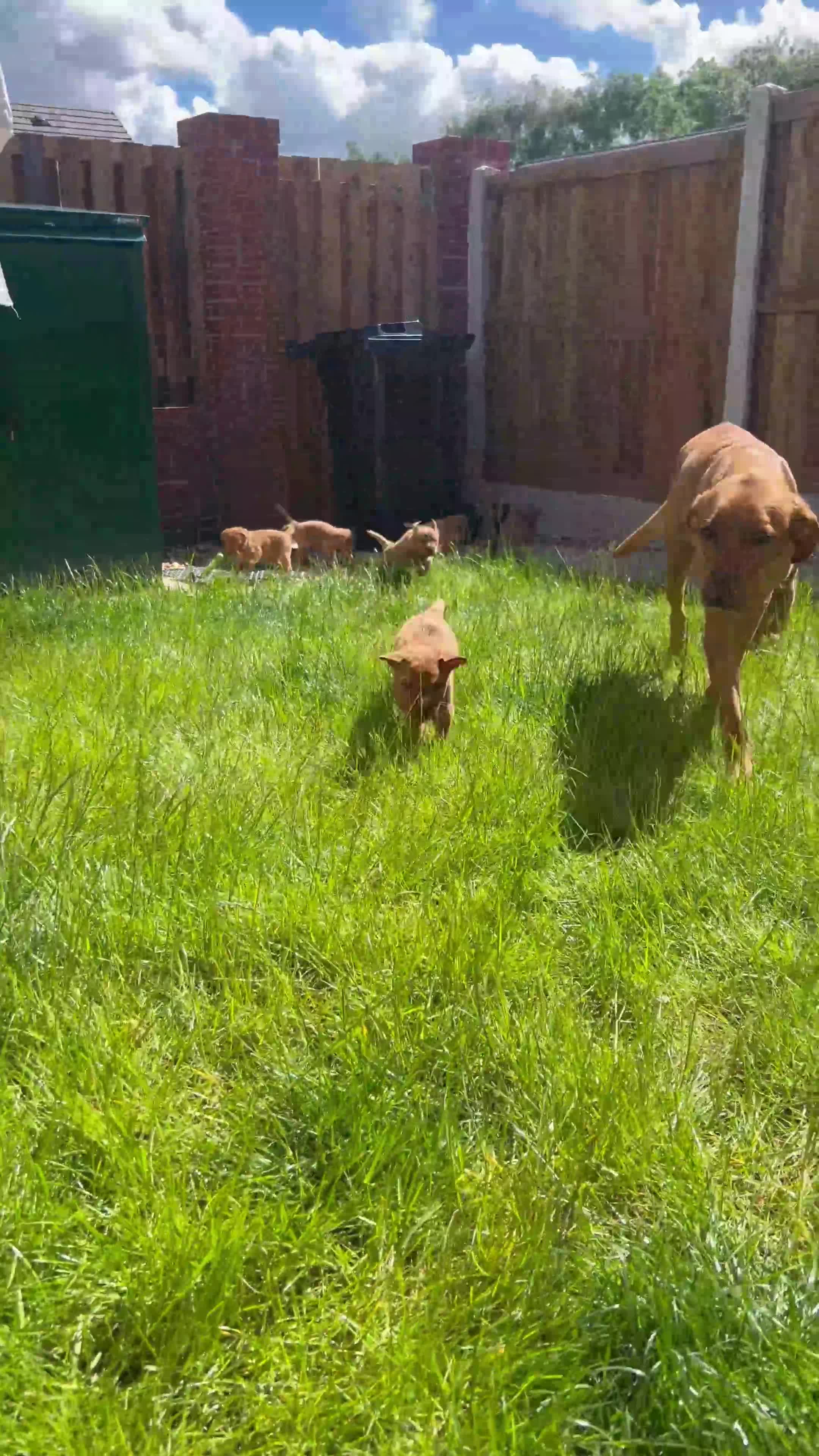 Labrador Retriever dogs for sale: *Videos* 7 KC-Registered Fox Red Labrador Pups🐶 - Video 1